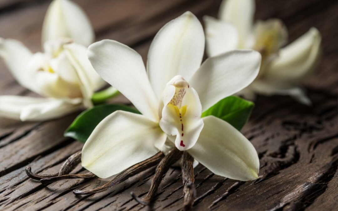 Vainilla de la Polinesia Francesa: Relajación y Confort con un Toque Exótico