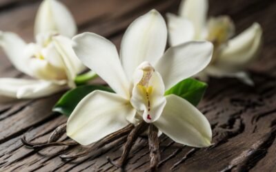 Vainilla de la Polinesia Francesa: Relajación y Confort con un Toque Exótico